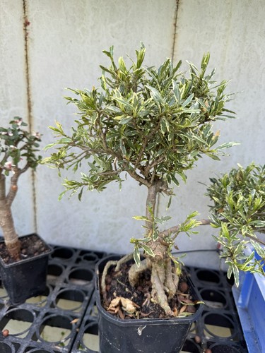 Variegated gardenia bonsai - variegated, —
