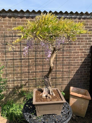 Wisteria bonsai tree - bonsai,