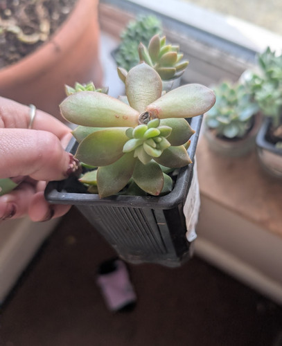 Green sedum succulent potted - green,