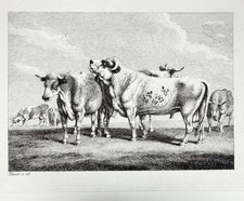 Samuel Howitt Etching "Bulls