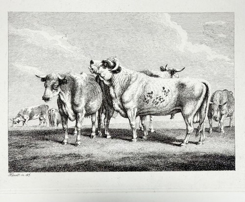 Samuel howitt etching bulls - samuel,