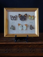 Vintage framed butterfly - vintage,
