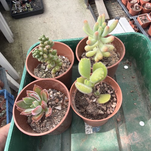 Mixed succulent collection - , of