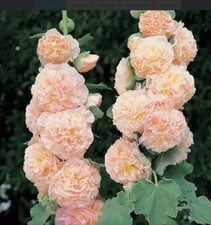 Alcea Rosea - Chater's Double