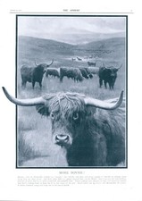 1909 ADVERTISING Bovril Prime Beef Drink Cattle (73)