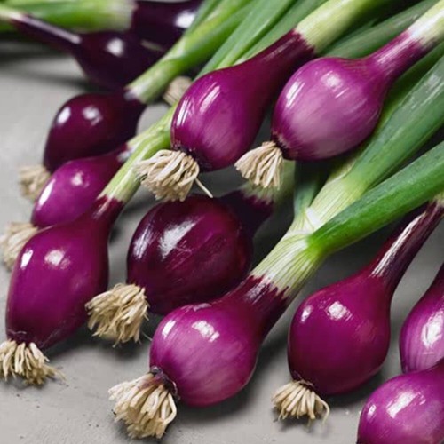 Winter hardy british purple - 50,