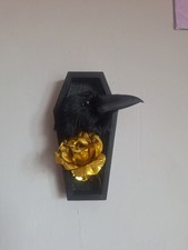 Taxidermy Crow Head Mount In