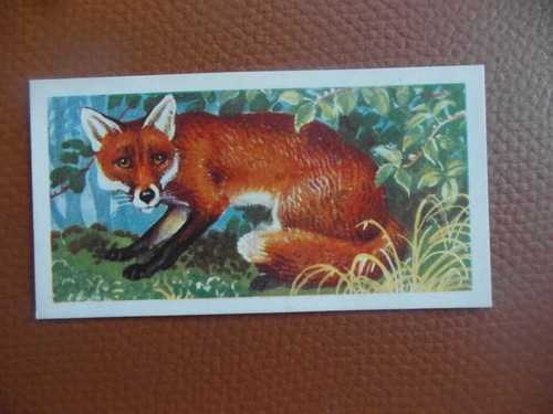 Brooke bond british - brooke,