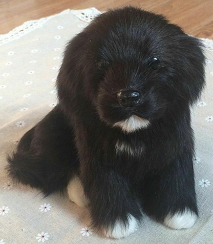 Realistic black labrador - realistic,
