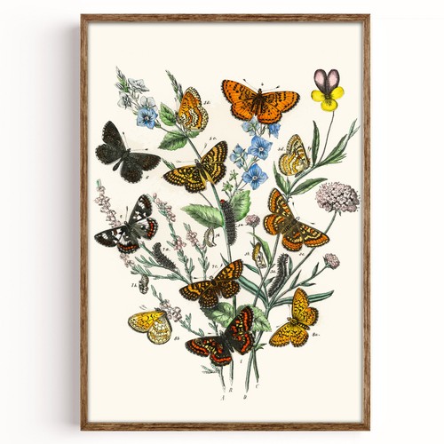Vintage butterfly print - vintage,