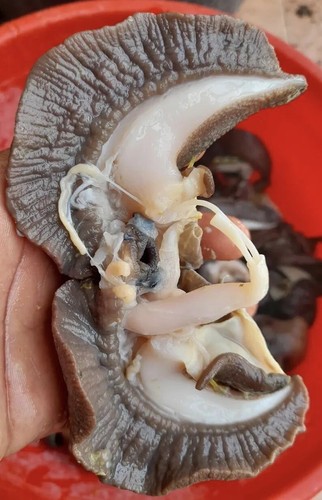 Fresh frozen jumbo snails - frozen,