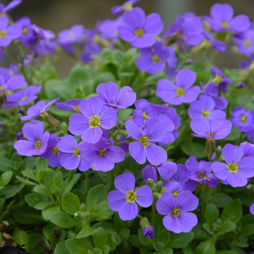 Aubrieta audrey blue - aubrieta,