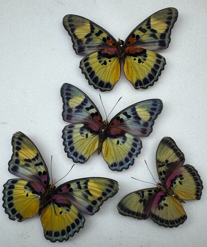 Real butterfly specimens - real, x4