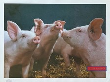 663307 Pigs Vintage