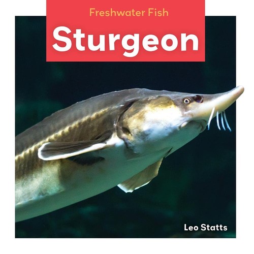 Sturgeon - , fish)