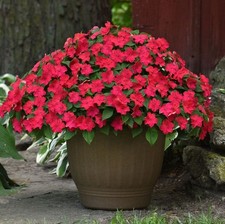 Impatiens mini plug plants