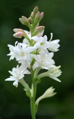 Polianthes tuberosa the - polianthes,