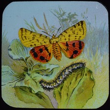 PURPLE TIGER MOTH C1905 Magic