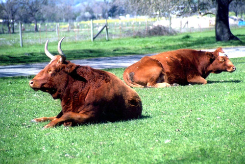 Vintage texas cattle - texas,