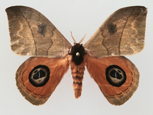 Automeris liberia silk moth - automeris,