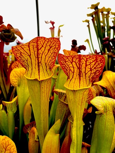 Sarracenia norman parker - norman, x