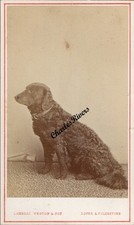 WONDERFUL CDV CURLY COATED