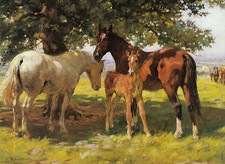 Sheltering from Heat of Noon