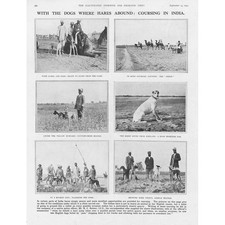 Hare Coursing with dogs in