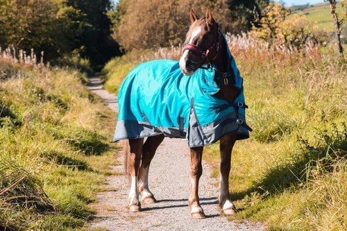 Outdoor winter turnout horse - outdoor,