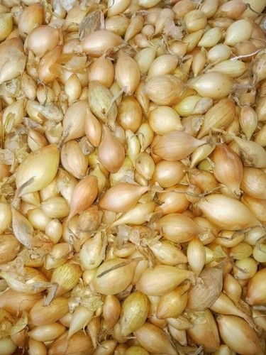 Winter onion sets - onion, autumn