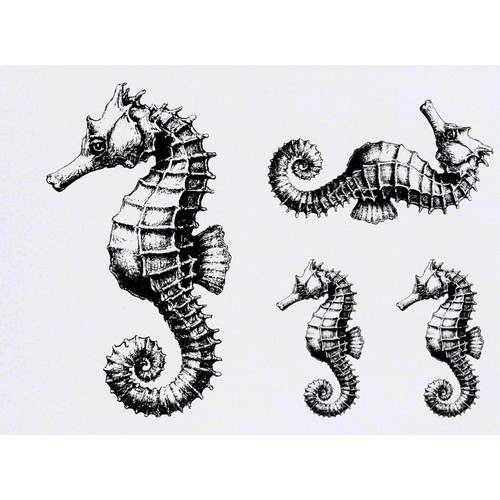 Seahorse side view - x,