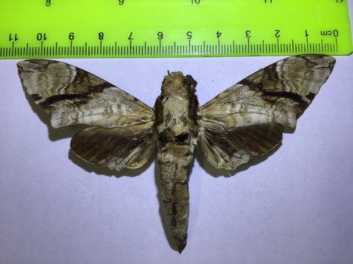 Mpsp sphingidae megacorma - sphingidae,