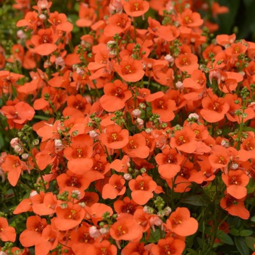 Diascia plug plants twinspur