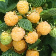 Sweet & Juicy Giant Yellow Raspberry 50 -Finest Seeds. Hardy Variety. UK Seller