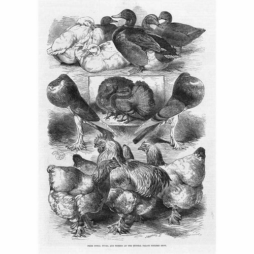 Crystal palace poultry show - crystal,