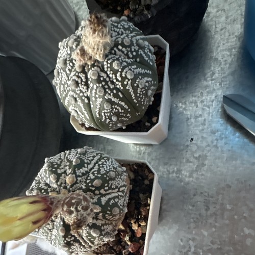 Star cactus astrophytum - star,