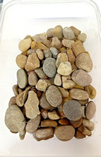 Fish tank aquarium natural pea - fish,