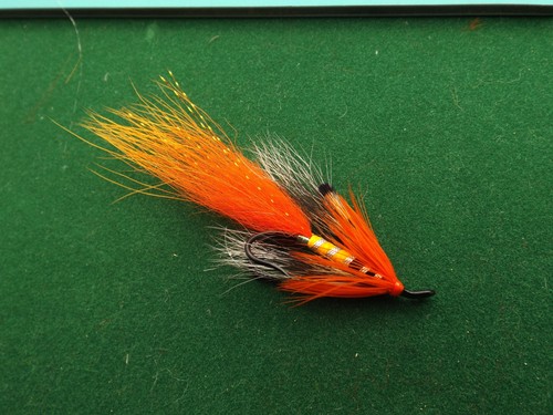Allys shrimp fox tail salmon - fox,