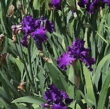 Iris Master touch 9cm Pot