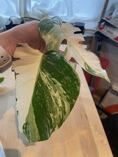 Monstera Albo Highly