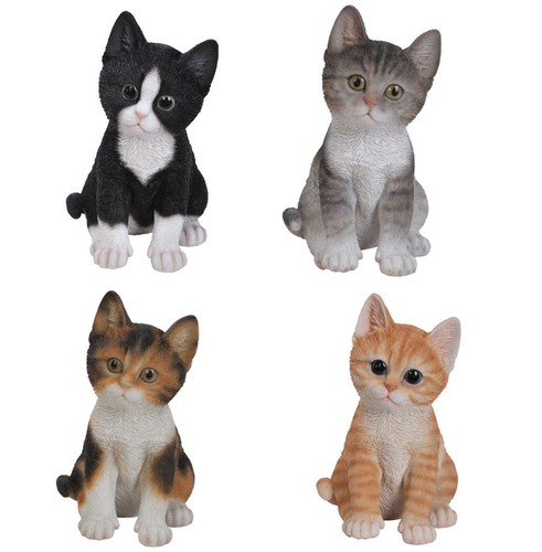 Kitten cat colours - cat,