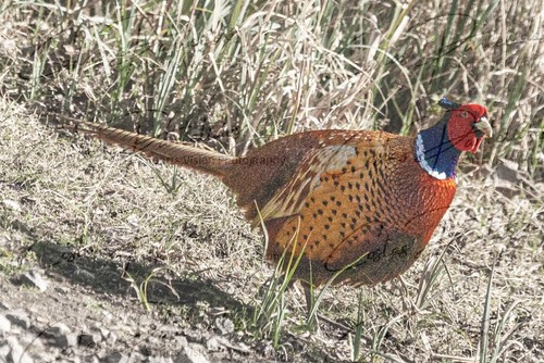 Male pheasant 8x6 wildlife - male,