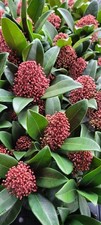 Skimmia japonica Rubella 9cm