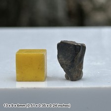 Triceratops Dinosaur