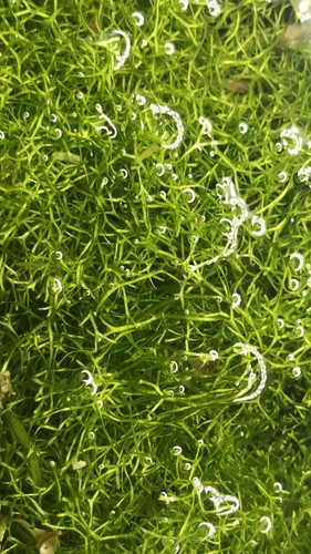 Myriophyllum dwarf - myriophyllum,,