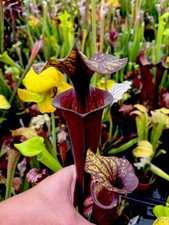 Sarracenia Rubicorpora Dark Form 02
