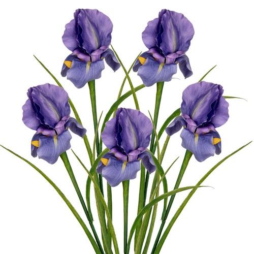 Dilatata iris flowers - iris,