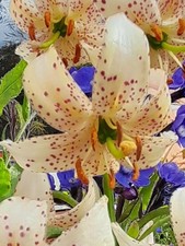 Lilium Martagon Albiflorum  FS - Rare