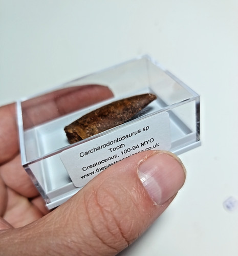 Cretaceous carcharadontosaurus - cretaceous,