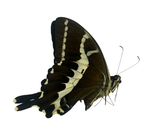 Papilio delalandei papered - delalandei,